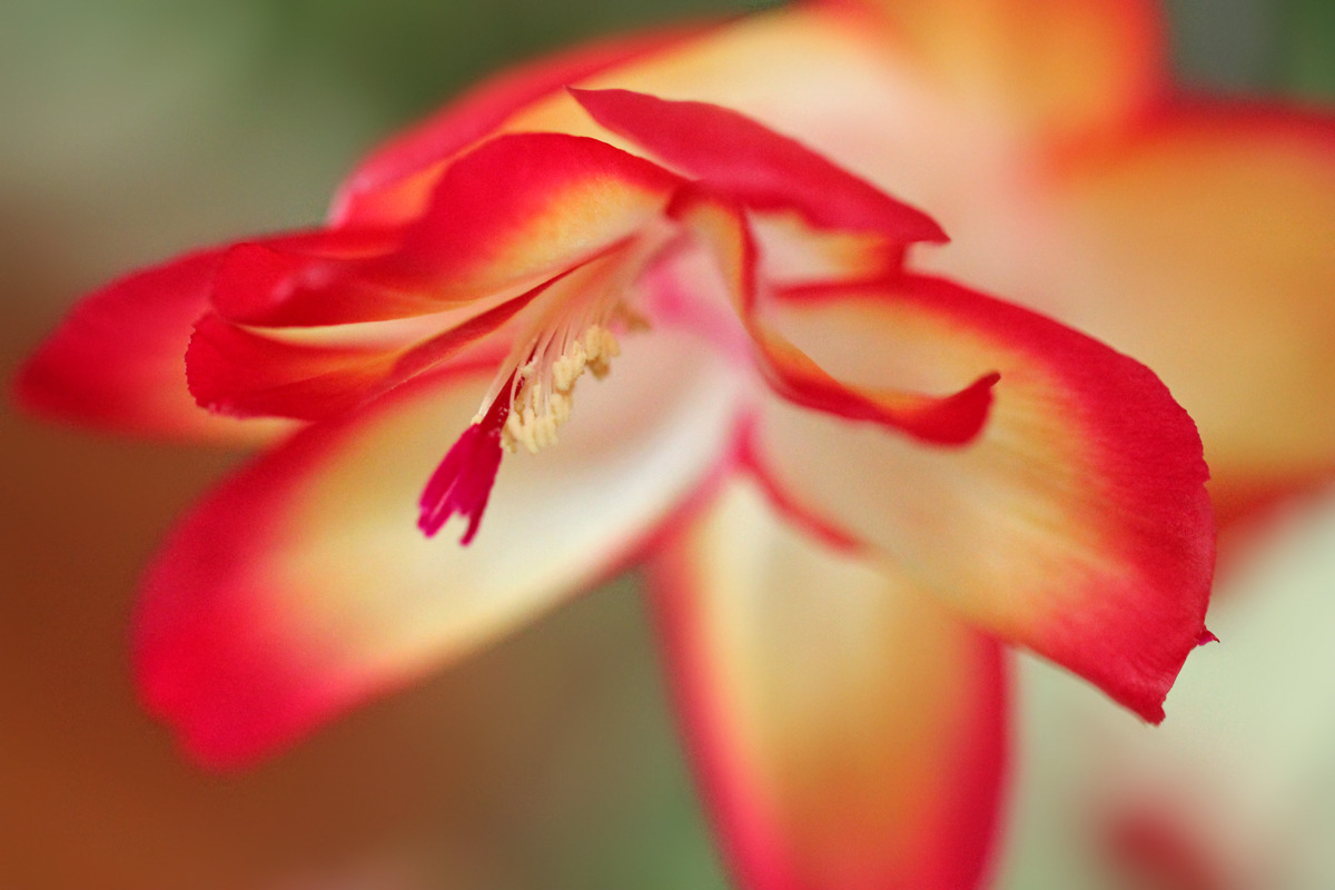 Christmas Cactus (3 pictures)