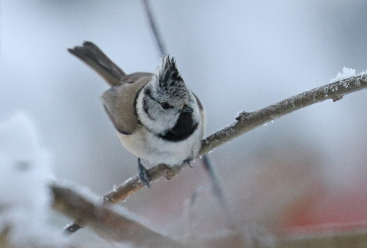 Crested Tit (4 pictures)
