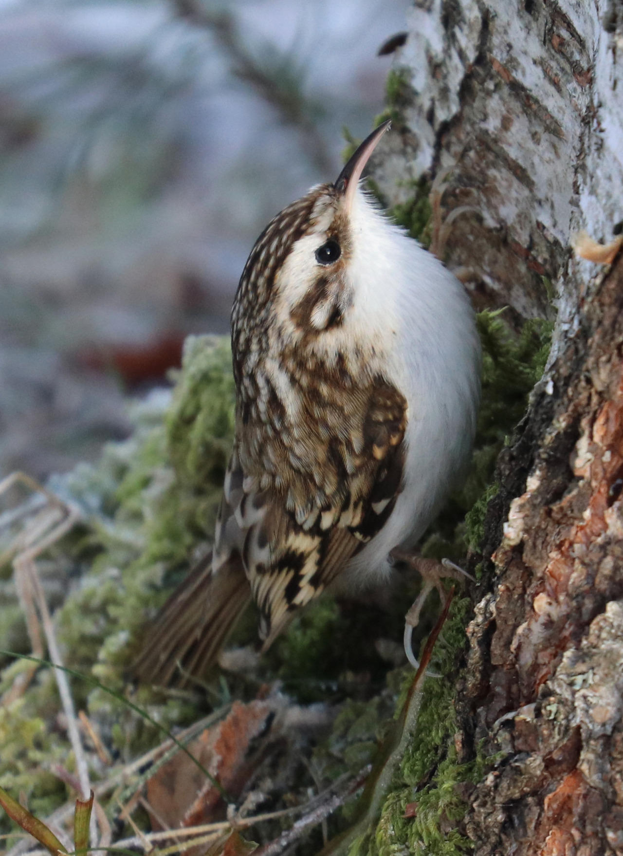 A Grumpy Bird