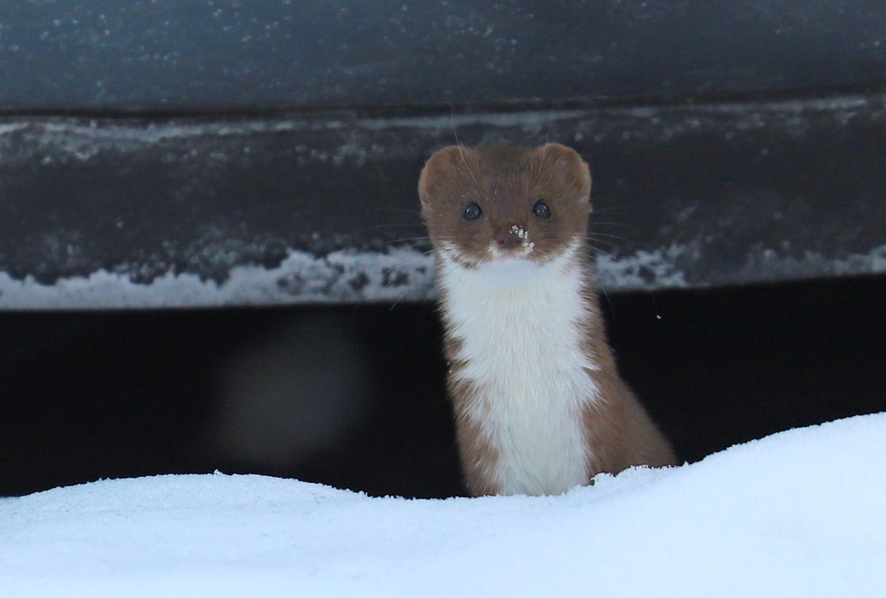 The Least Weasel is Big on Attitude (6 pictures)