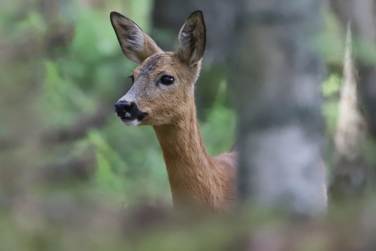 Roe deer