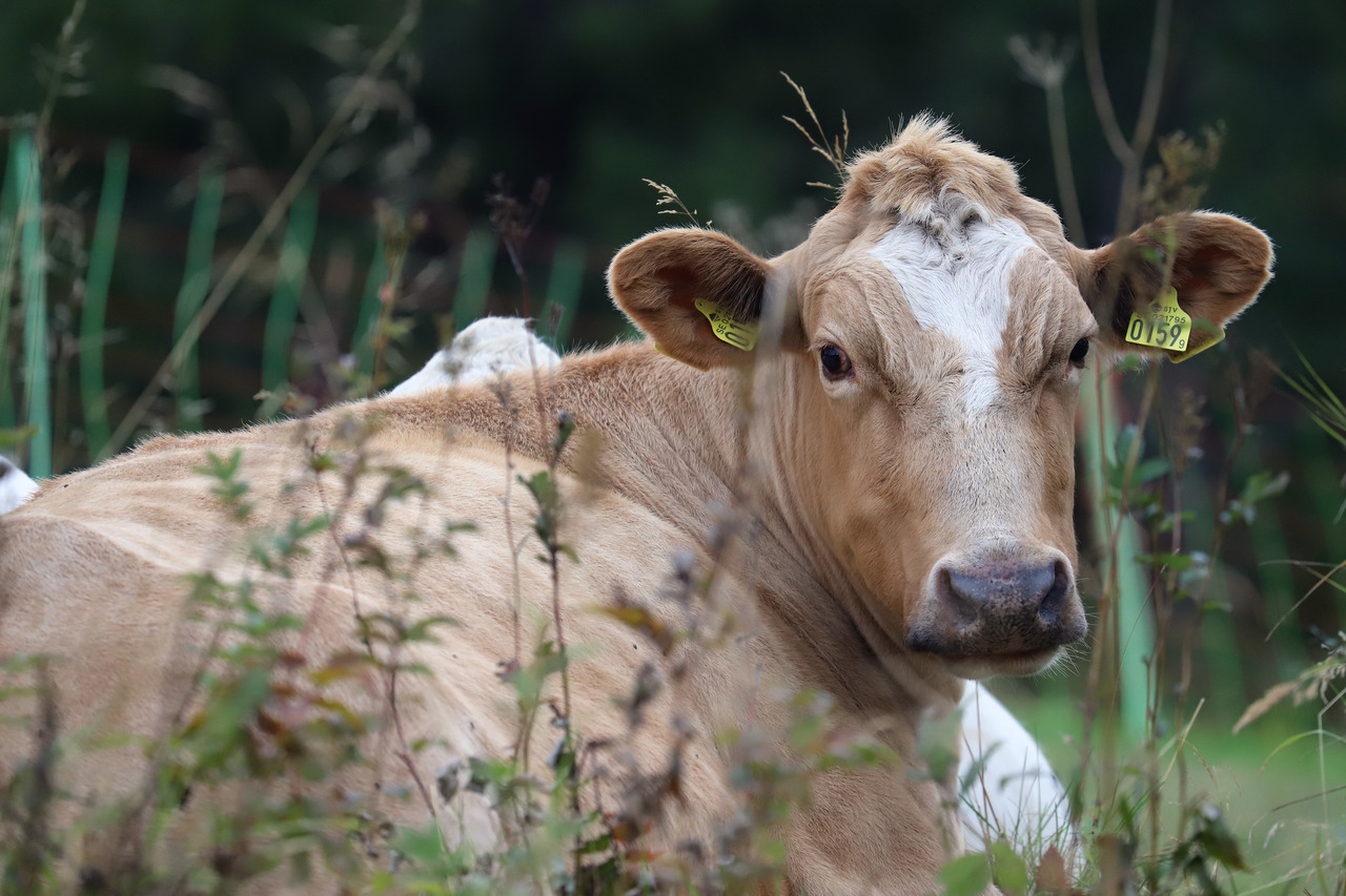 Cows (3 pictures)