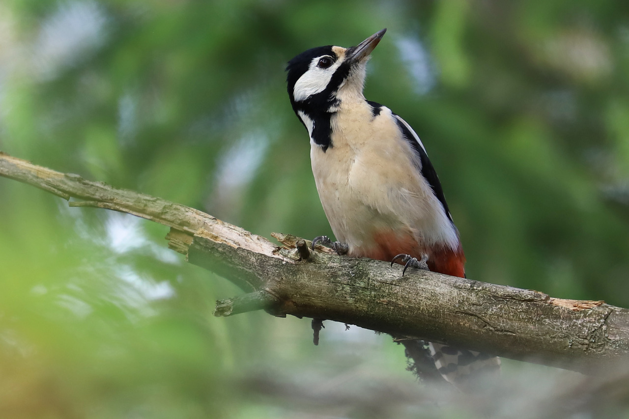 Great Spotted Woodpecker