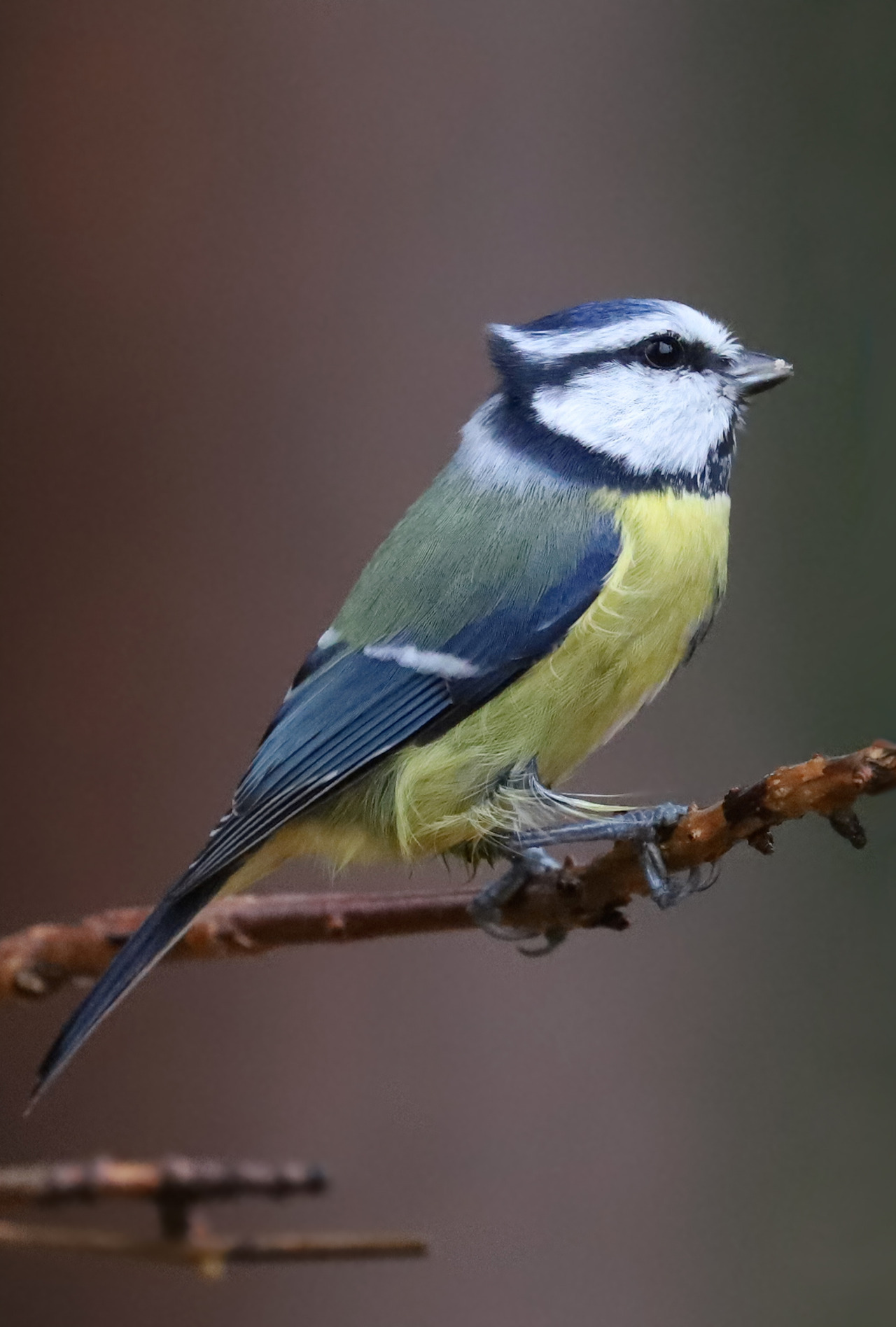 Blue Tit