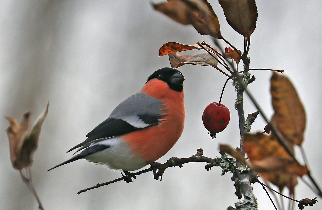 Bullfinch (4 pictures)