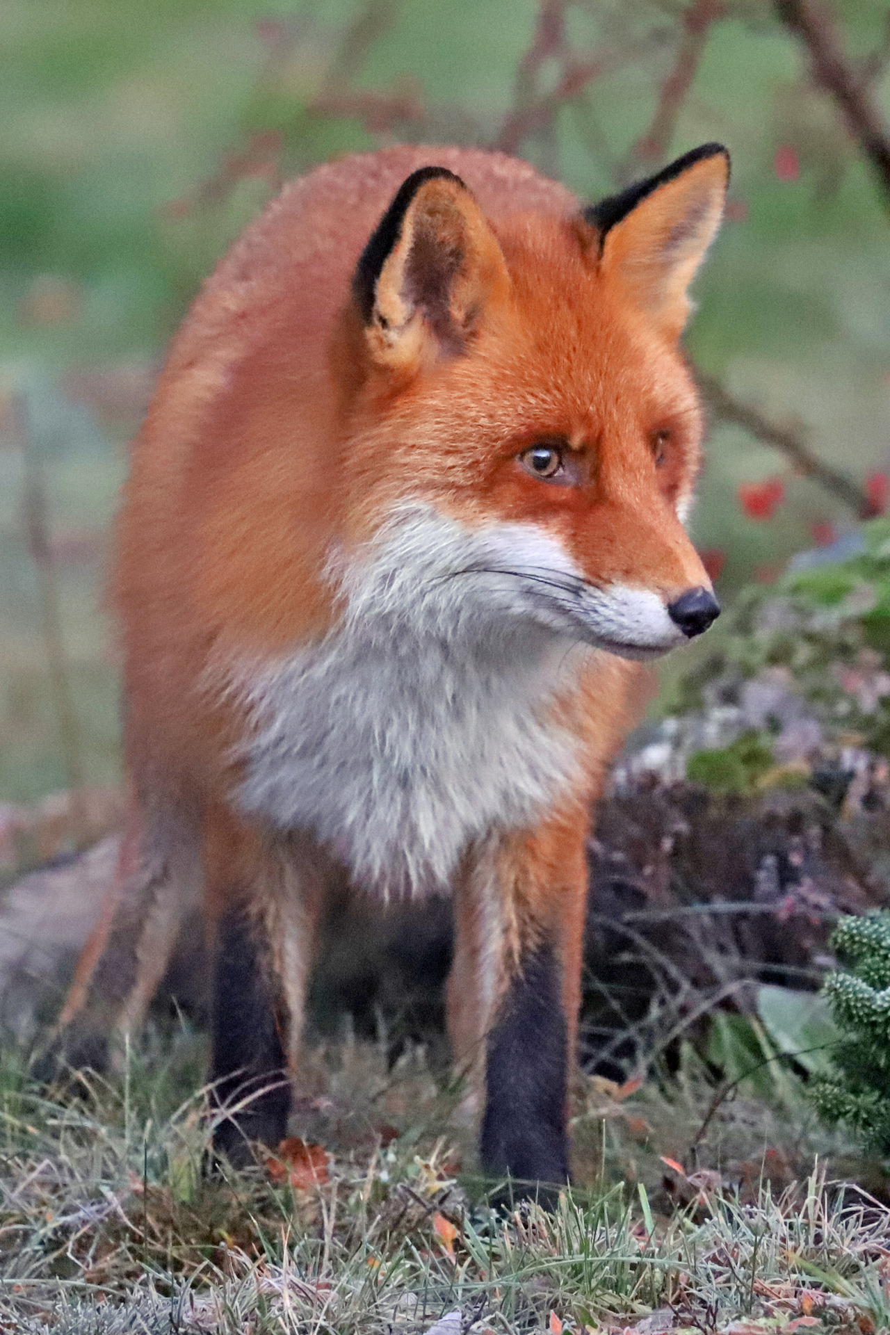 Red Fox (5 pictures)