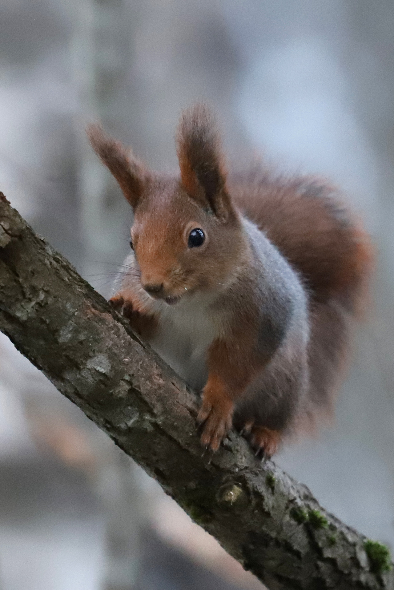 Red Squirrel