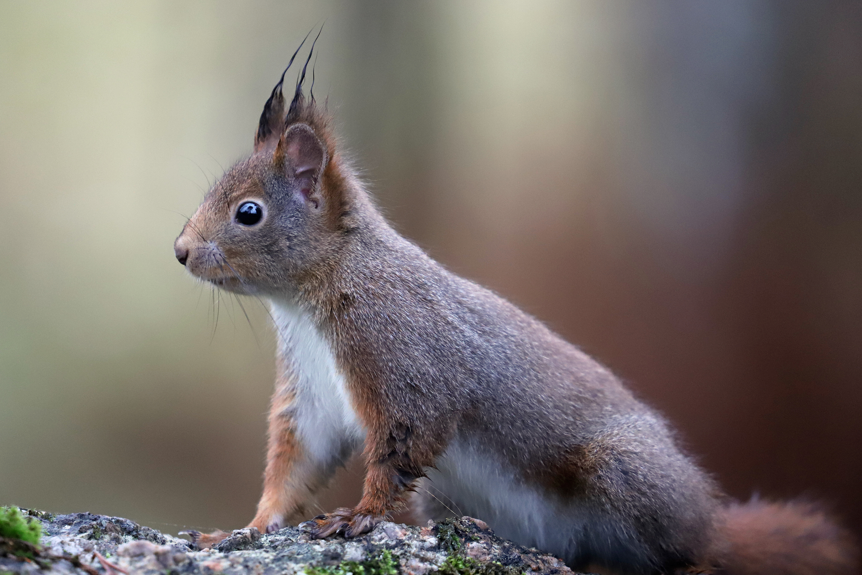 Red squirrel