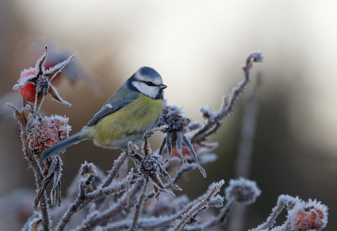 Blue Tit