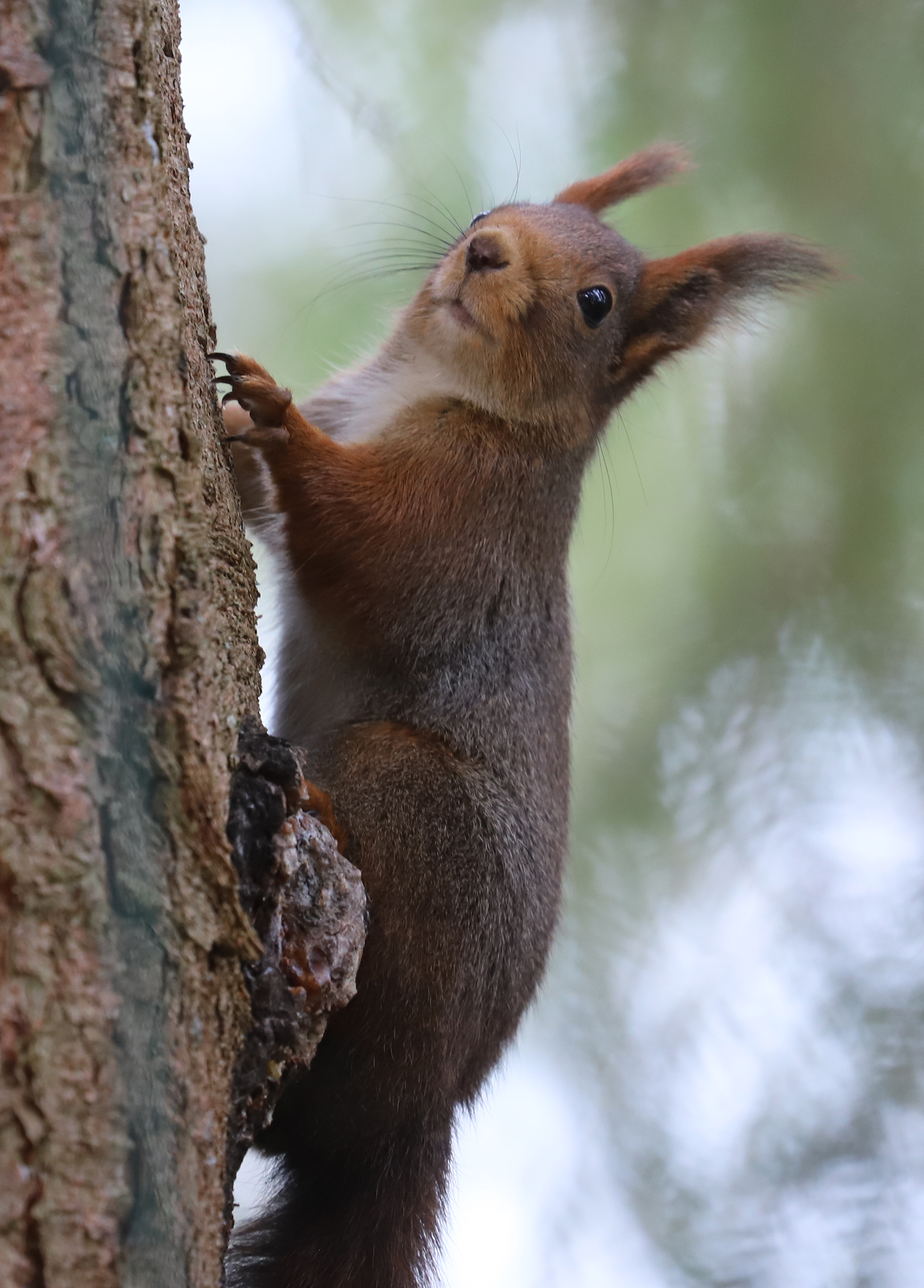 Red Squirrel Red Squirrel