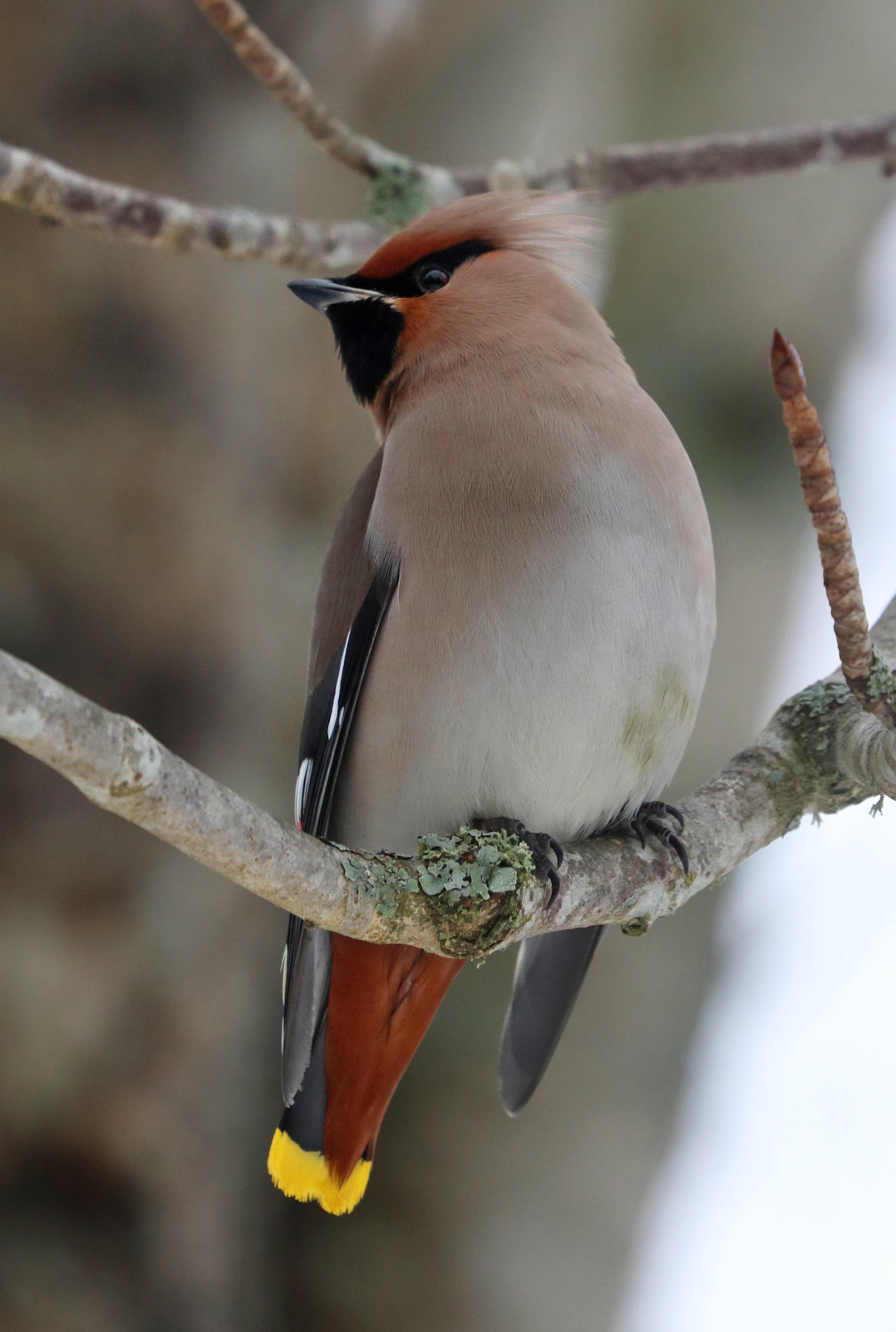 Bohemian Waxwing (2 pictures)