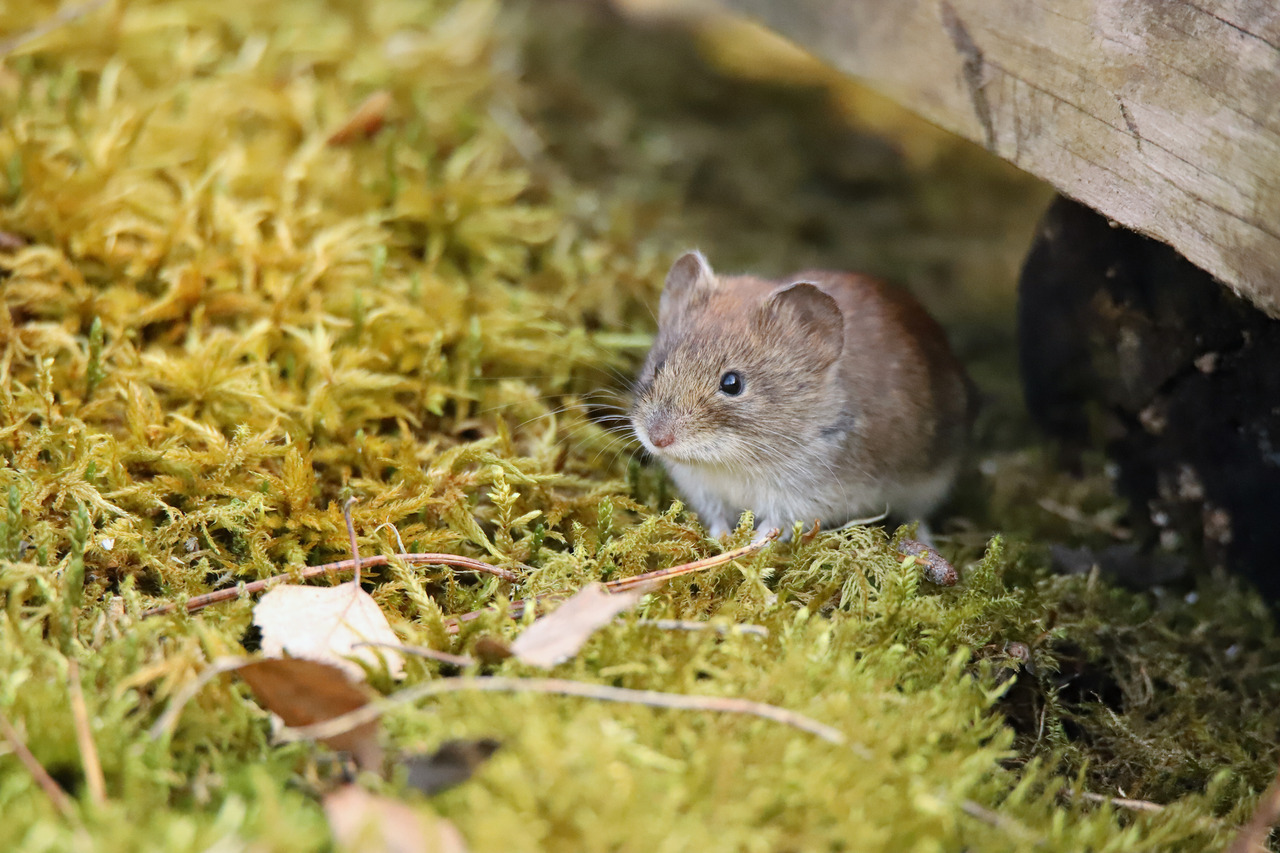 Vole Vole