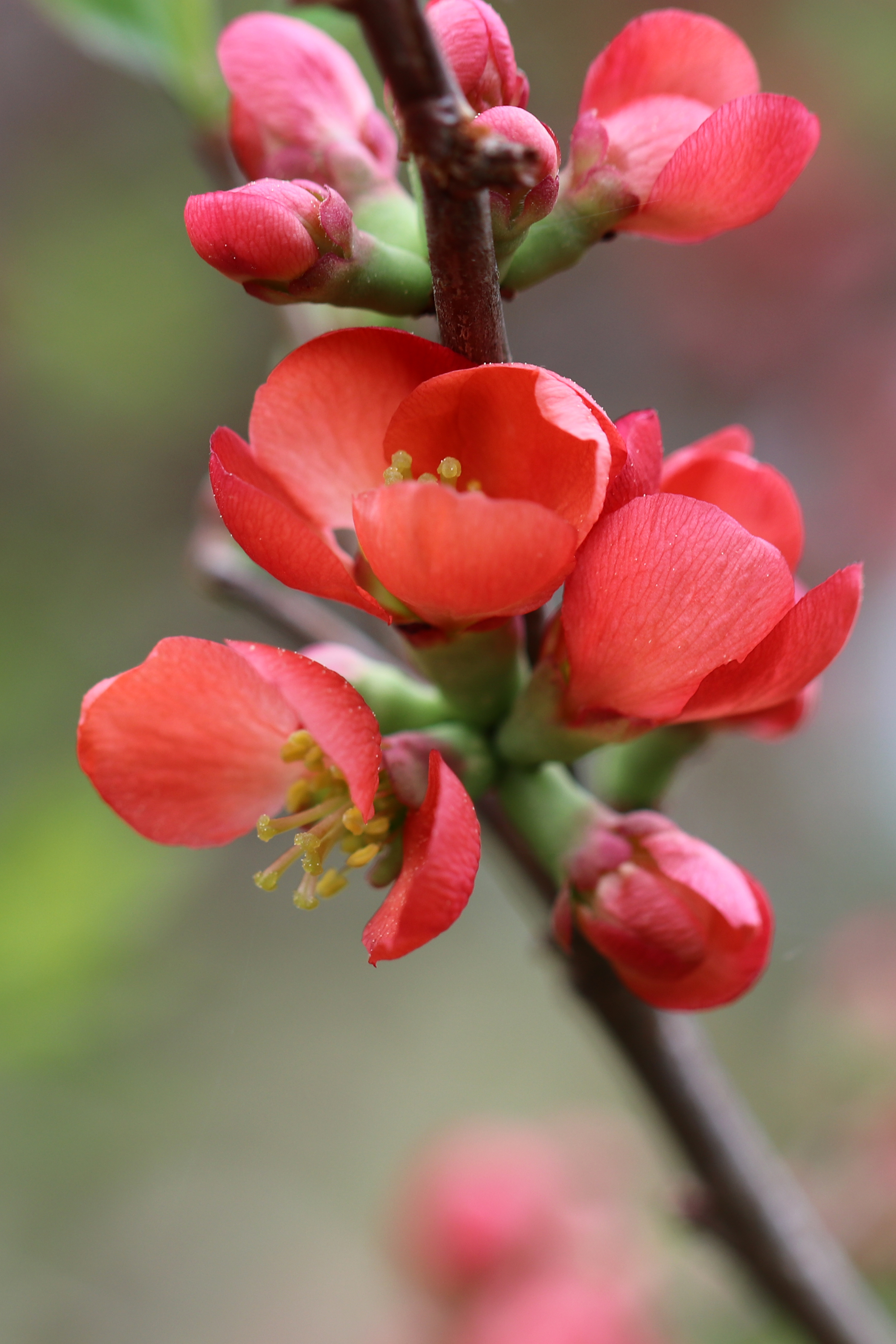 In the garden (4 pictures)