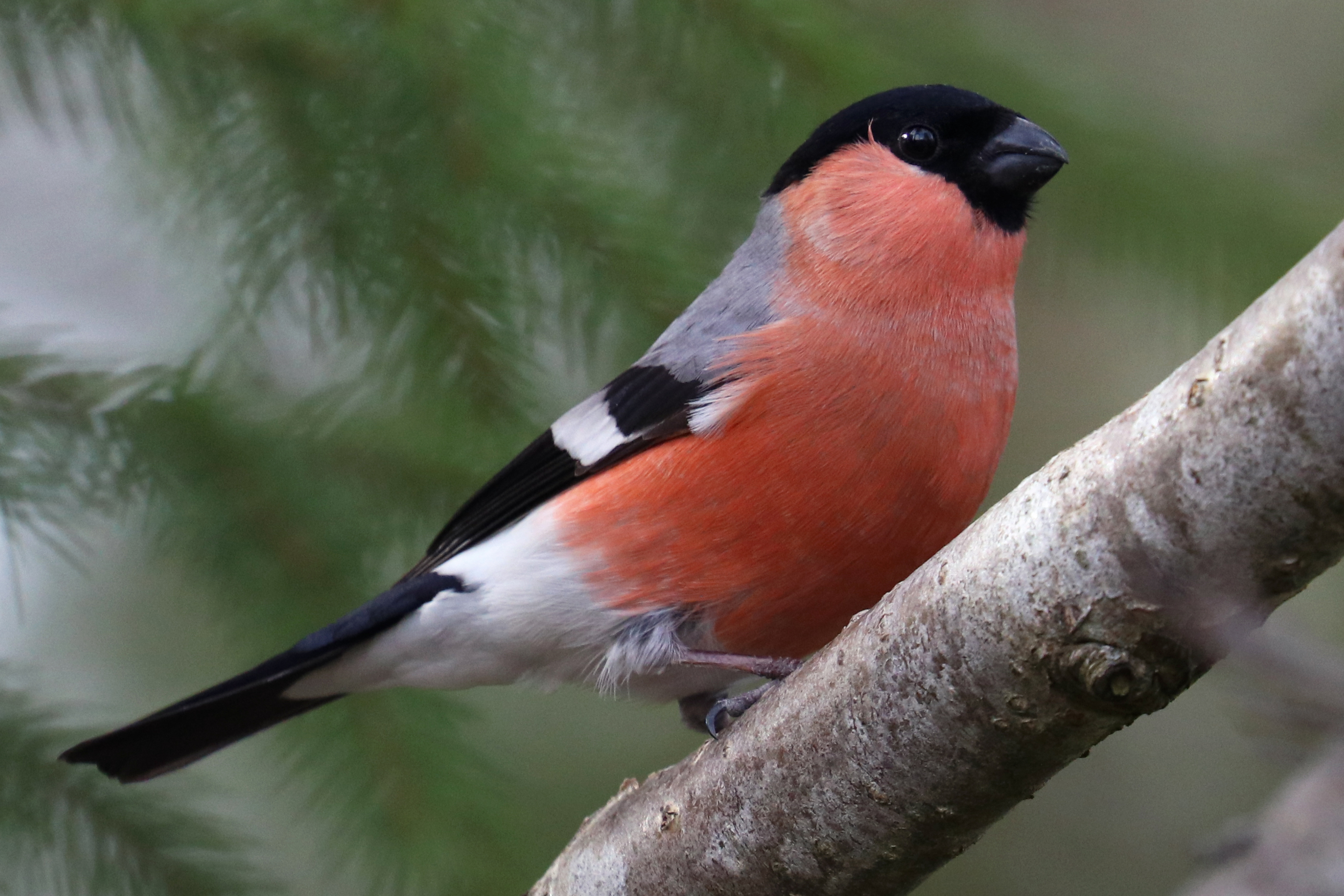 Eurasian bullfinch (2 pictures)