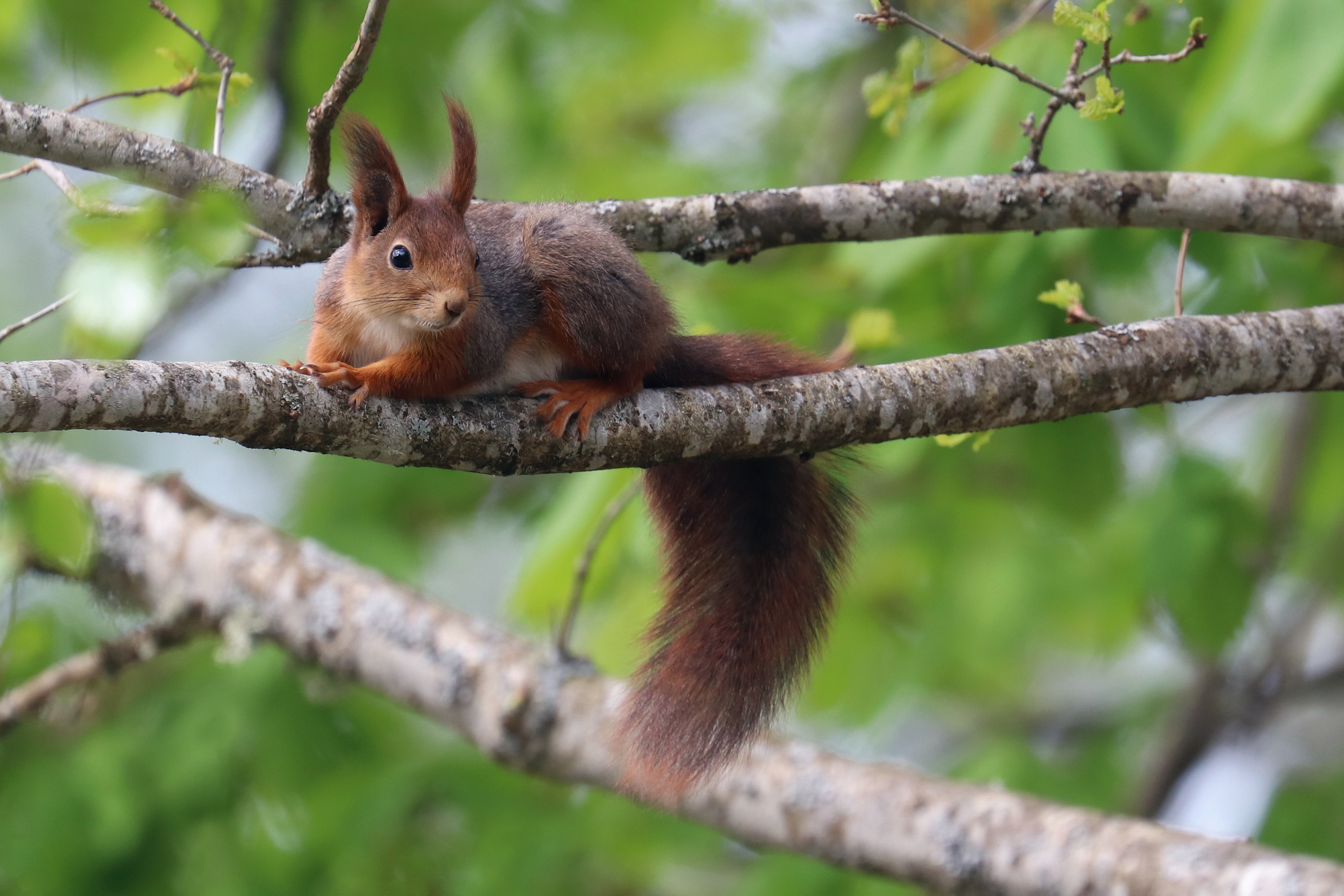 Red Squirrel