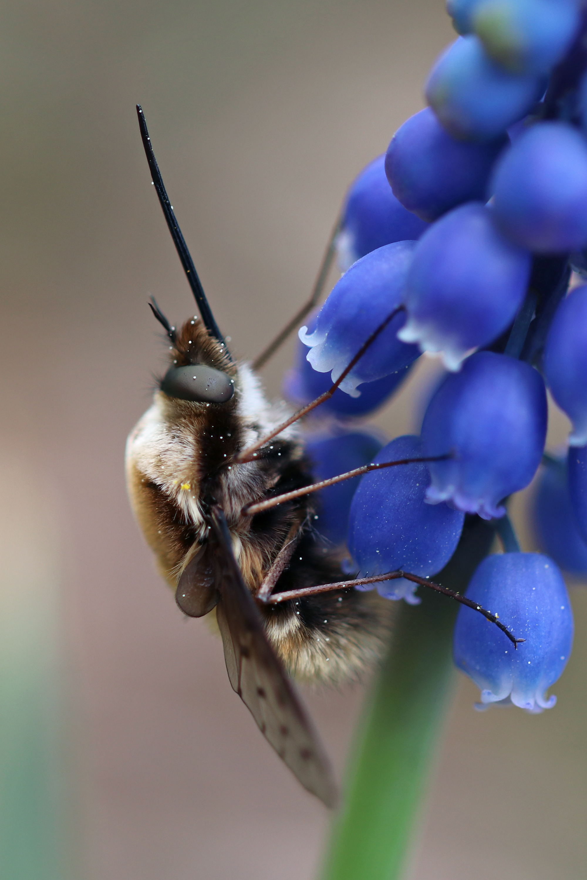 Bombylius medius Bombylius medius