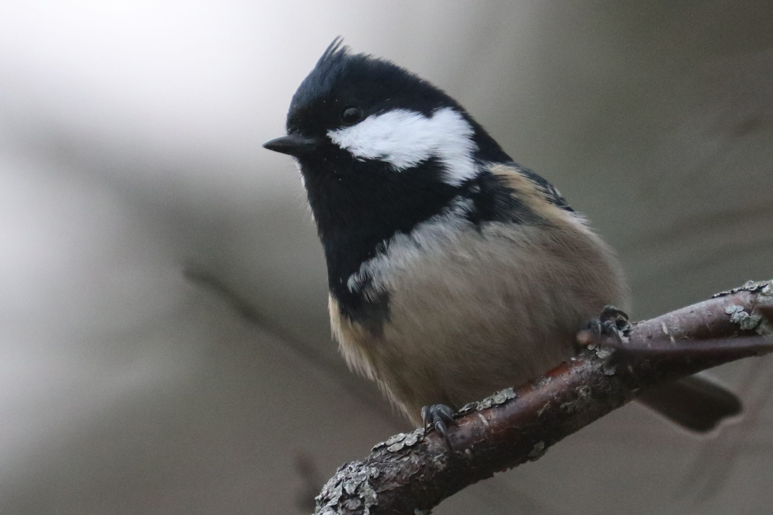 Coal tit