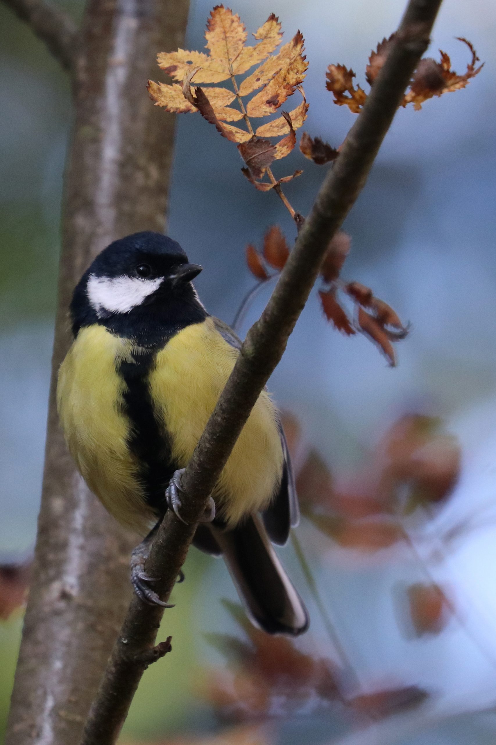 Great tit