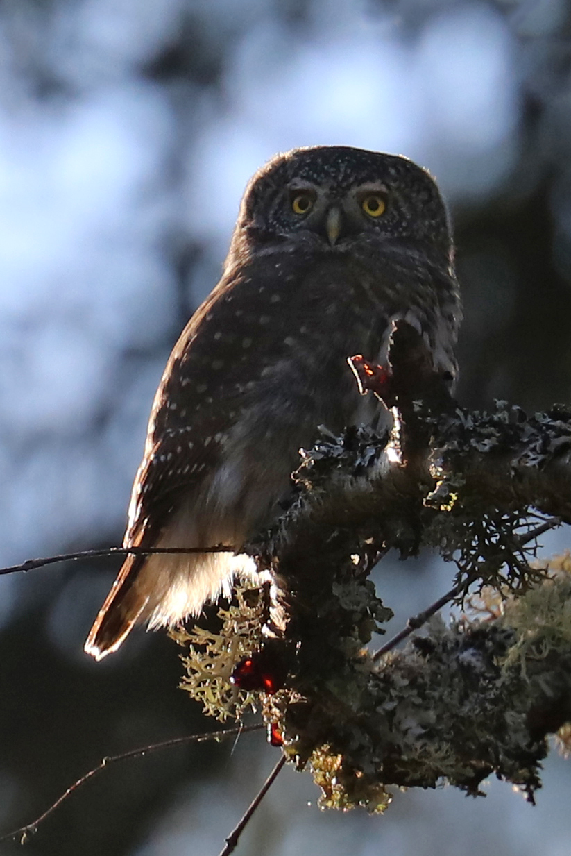 Pygmy Owl